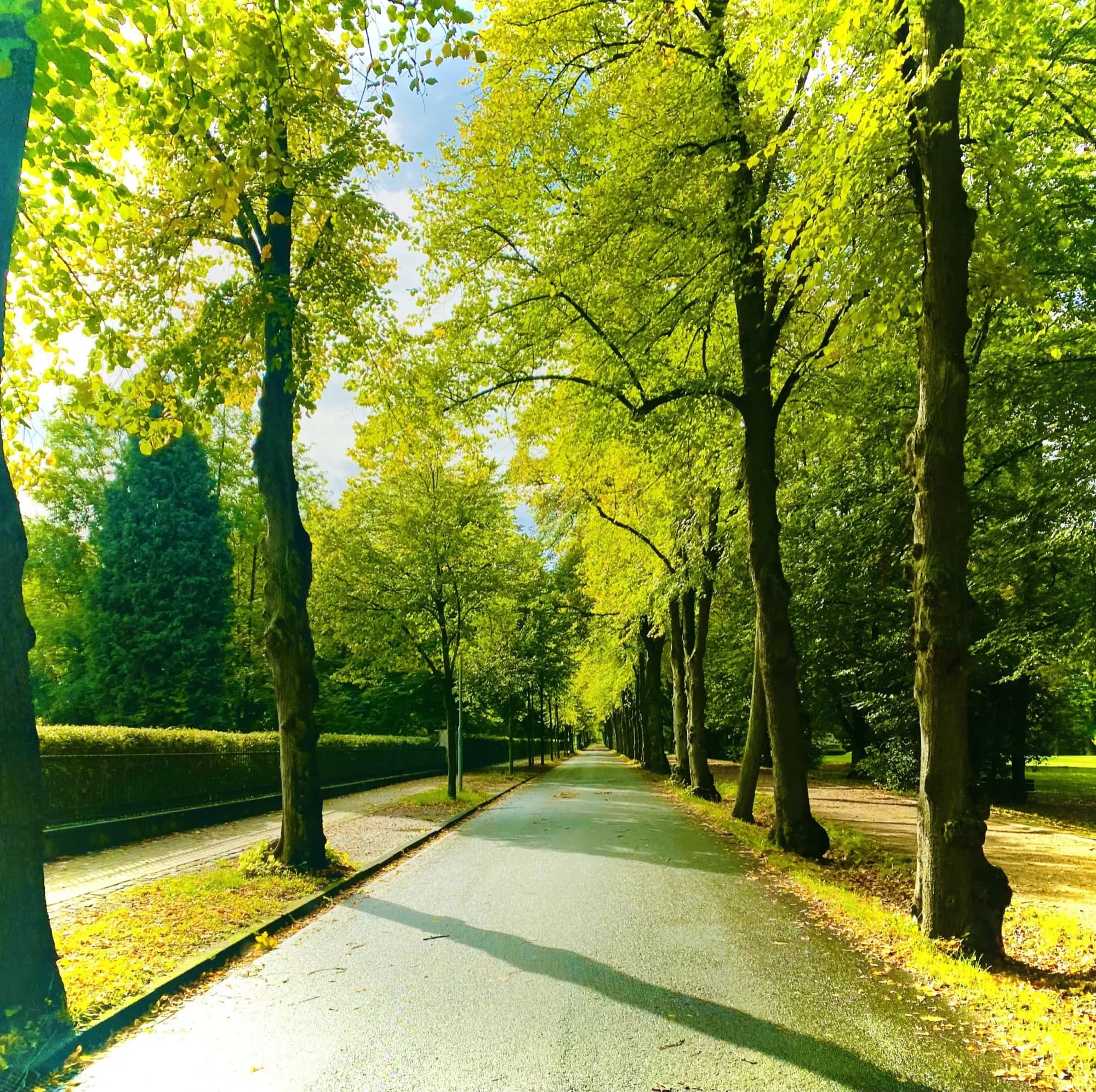 Natur und Bäume